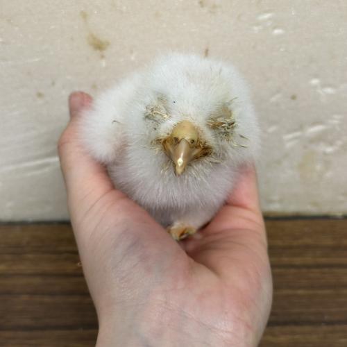 2026-04-18入荷 マレーワシミミズクの販売情報イメージ3